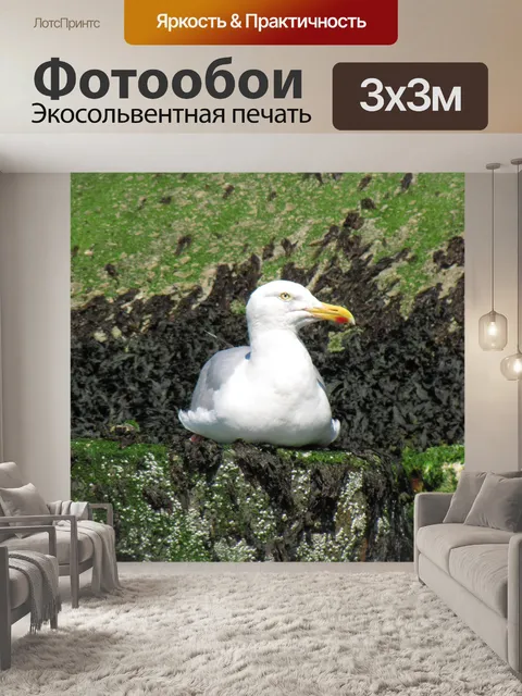 Фотообои Чайка на скале