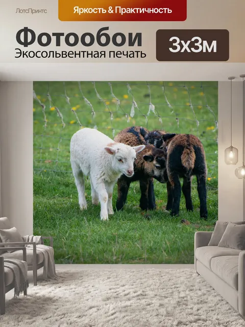 Фотообои Ягненок, овца, овечка