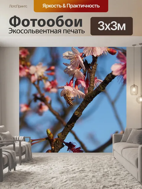 Фотообои Хан сакура