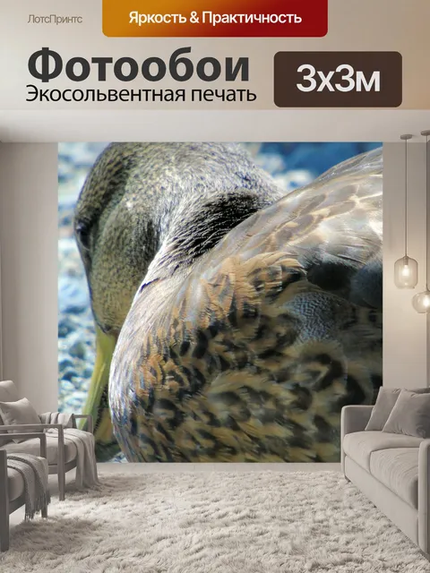 Фотообои утка крупным планом