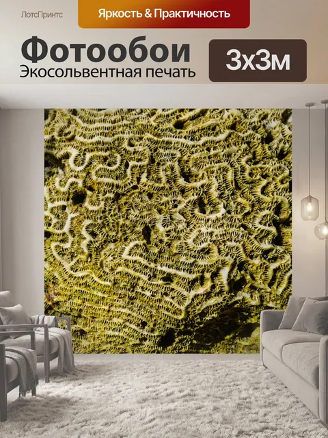 Фотообои Коралл