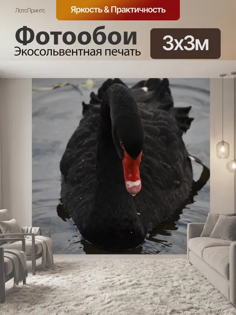 Фотообои Черный лебедь