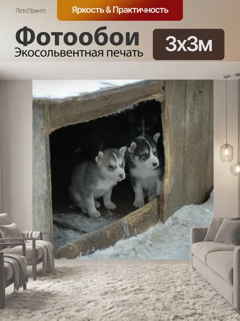 Фотообои Собака