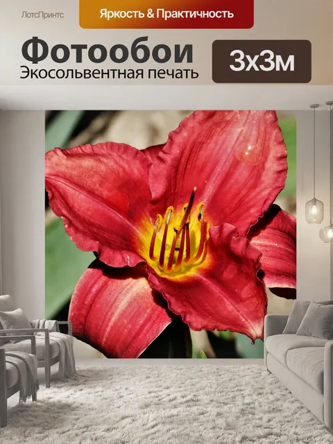 Фотообои Красная дневная лилия крупным планом