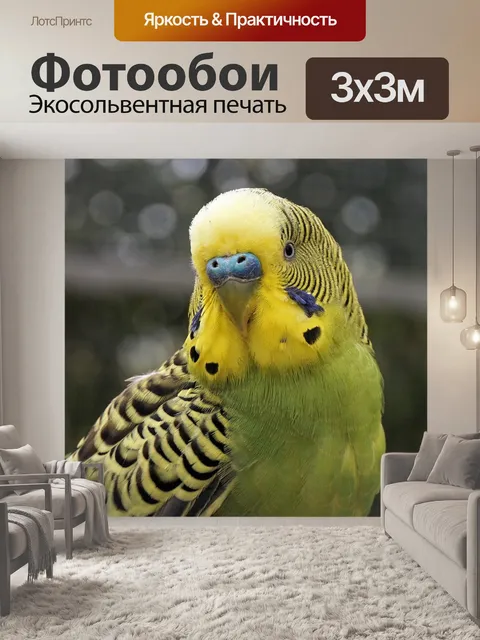 Фотообои Волнистый попугайчик