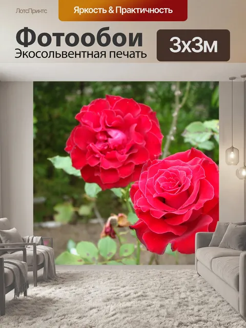 Фотообои Роза