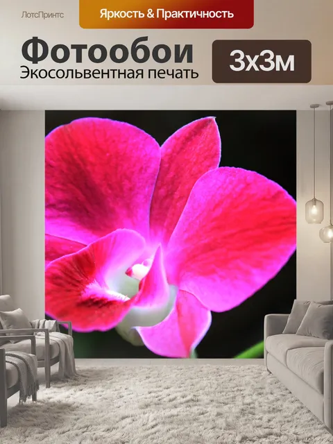Фотообои Орхидея