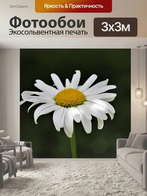 Фотообои Ромашка
