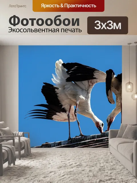 Фотообои Аист