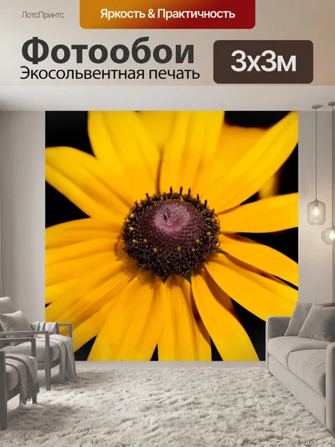 Фотообои Цветок, рудбекия, эхинацея