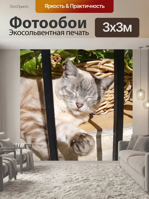 Фотообои Кошка