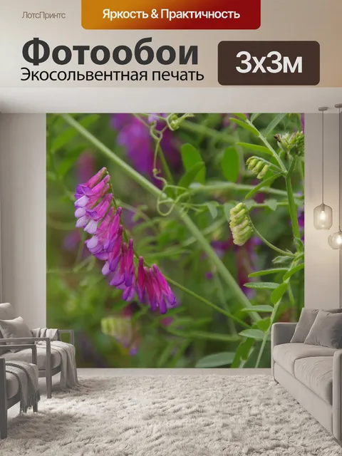 Фотообои Фиолетовый полевой цветок в Израиле
