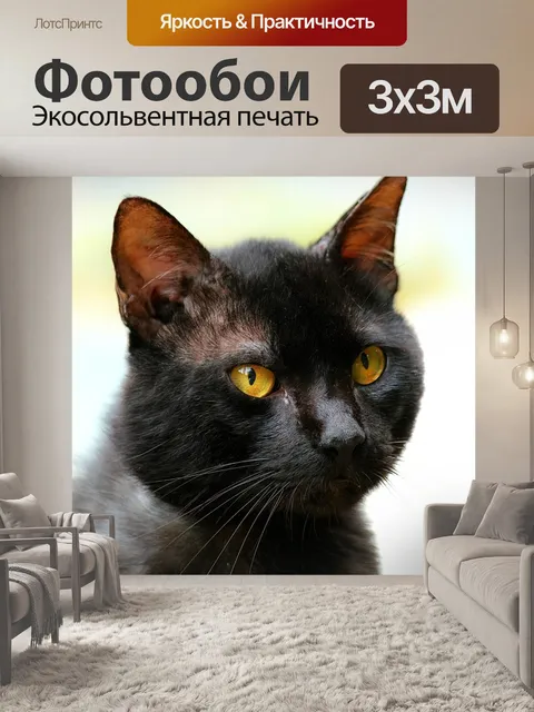 Фотообои Кошка