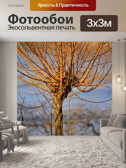 Фотообои Ива