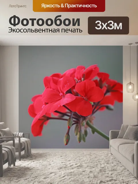 Фотообои красная голова цветка герани