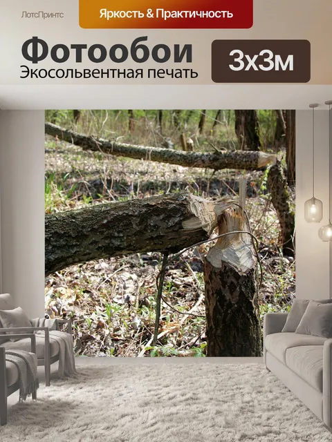 Фотообои Дерево