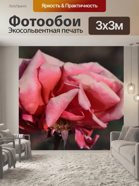 Фотообои Розовая роза в полном расцвете
