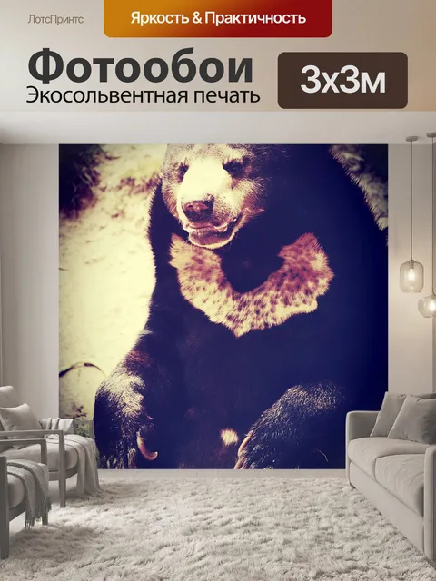 Фотообои Черный медведь в зоопарке