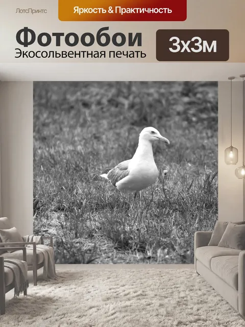 Фотообои Чайка на лугу