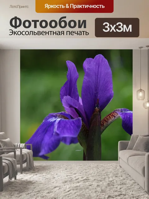 Фотообои Ирис