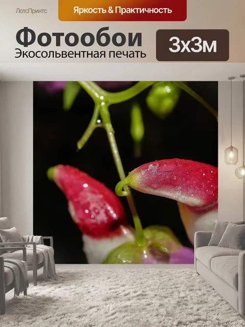 Фотообои Цветок попугая Чианг Дао, Чианг Май