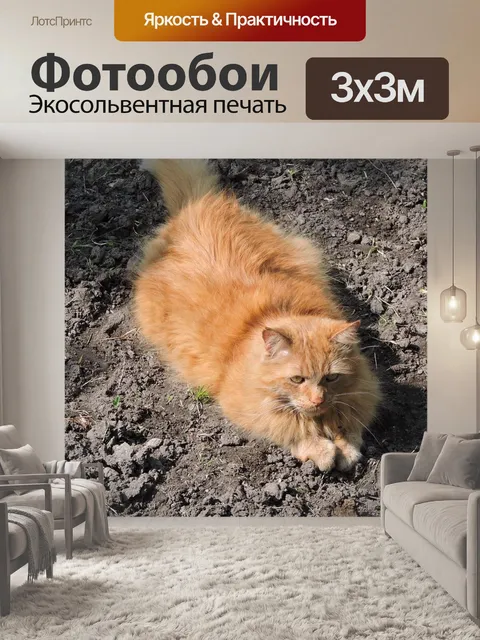 Фотообои Кот