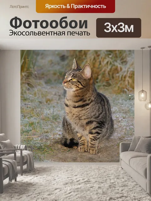 Фотообои Кот