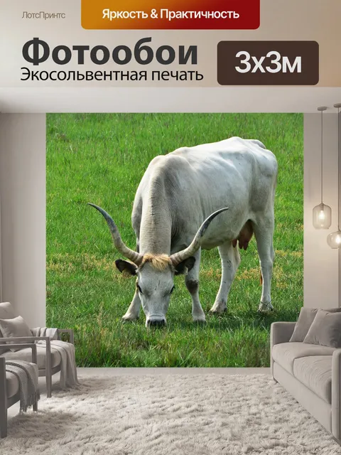 Фотообои Венгерский серый крупного рогатого скота