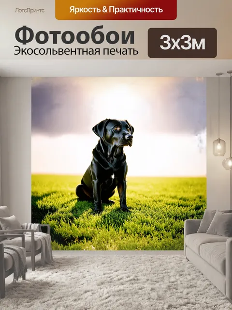 Фотообои черный лабрадор ретривер