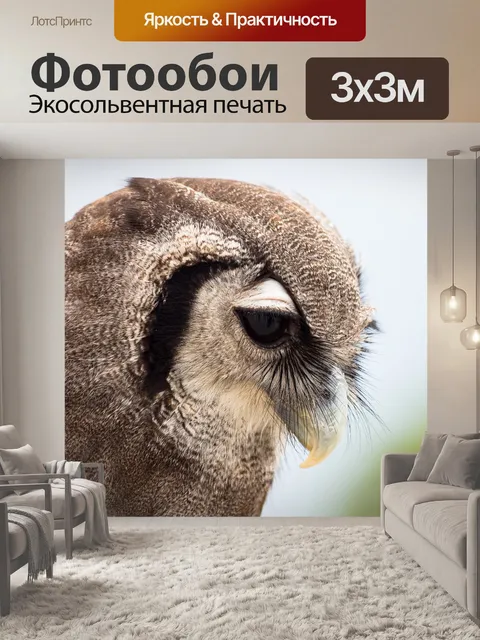 Фотообои Африканский филин