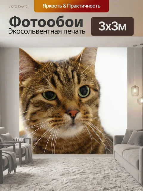 Фотообои Кошка