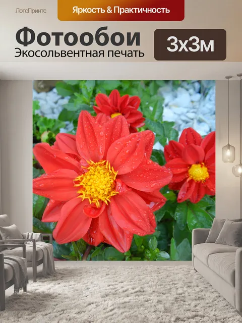 Фотообои Красные георгины
