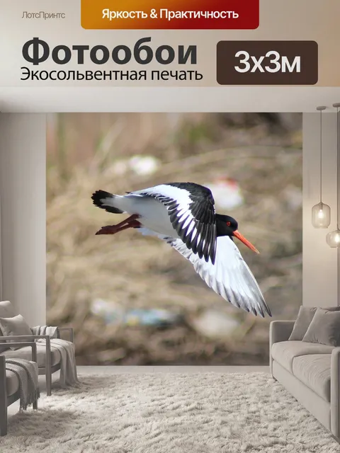 Фотообои Сорока кровяноножковая
