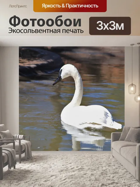Фотообои Трубач Лебедь на пруду