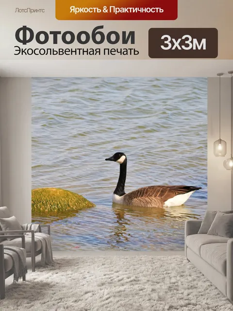 Фотообои Канадский гусь в озере