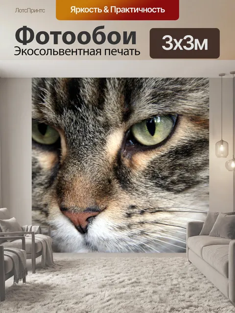 Фотообои Мейн кун
