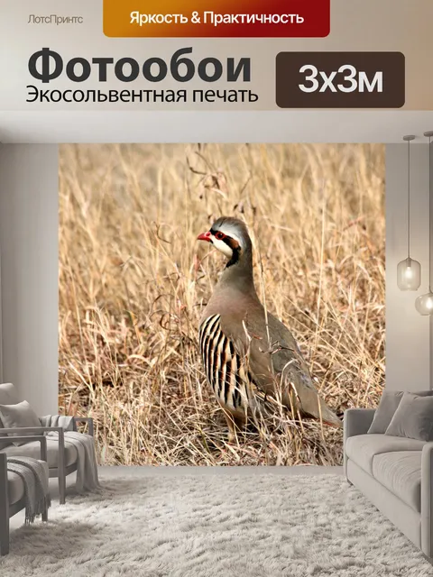 Фотообои Чукарская птица в траве