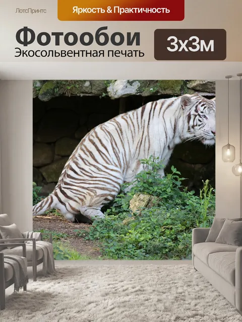 Фотообои Белый тигр