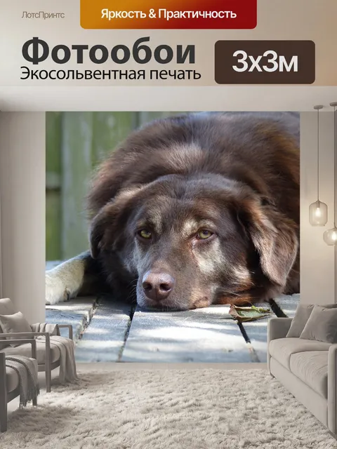 Фотообои Собака