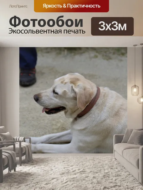 Фотообои Собака лабрадора в профиль