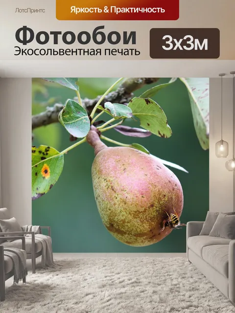 Фотообои Груша