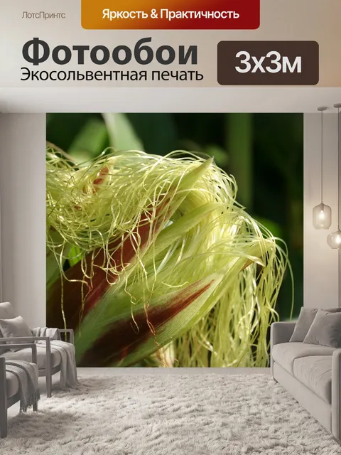 Фотообои Кукуруза в початках