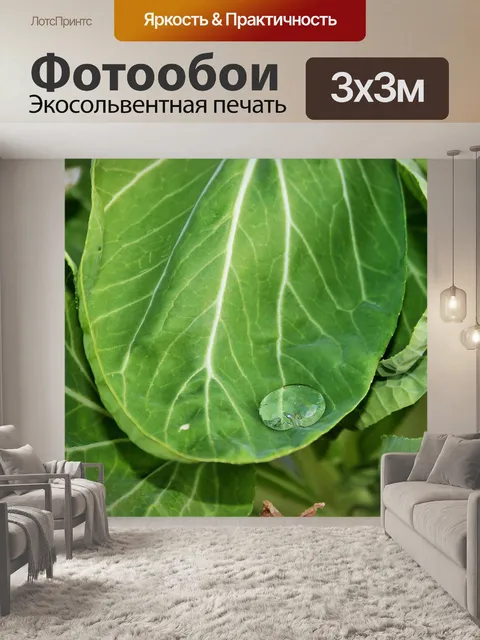 Фотообои капли воды на зеленых листьев