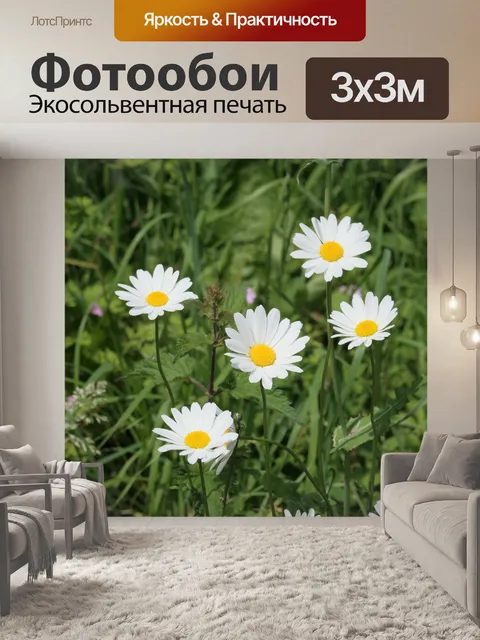 Фотообои Группа ромашек