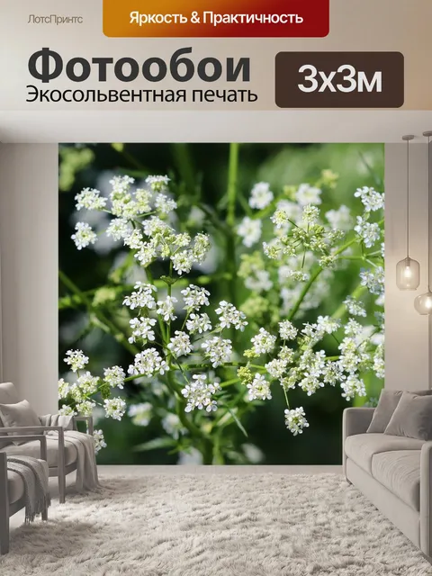 Фотообои Луговой кервель