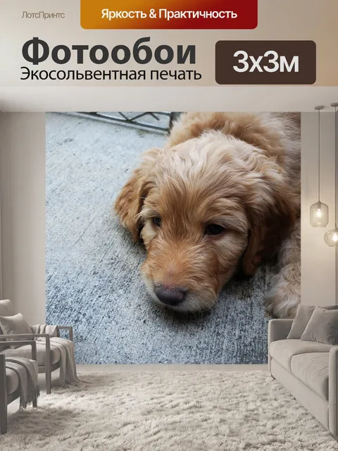 Фотообои Щенок "Золотой Дудл"