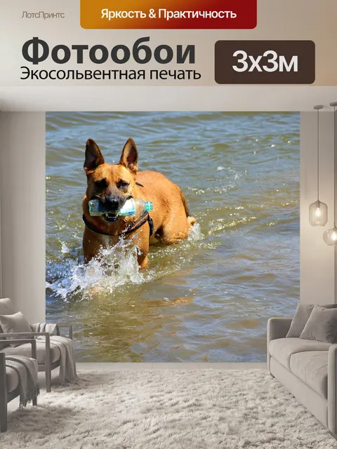 Фотообои Собака
