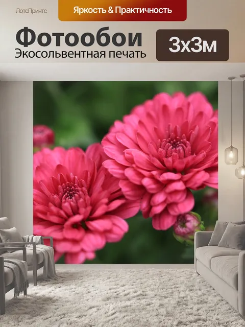 Фотообои Хризантемы