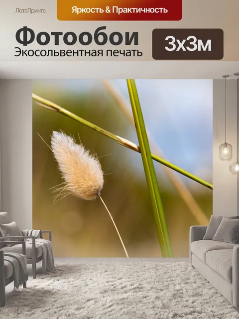 Фотообои Трава, виды трав, Lagurus ovatus