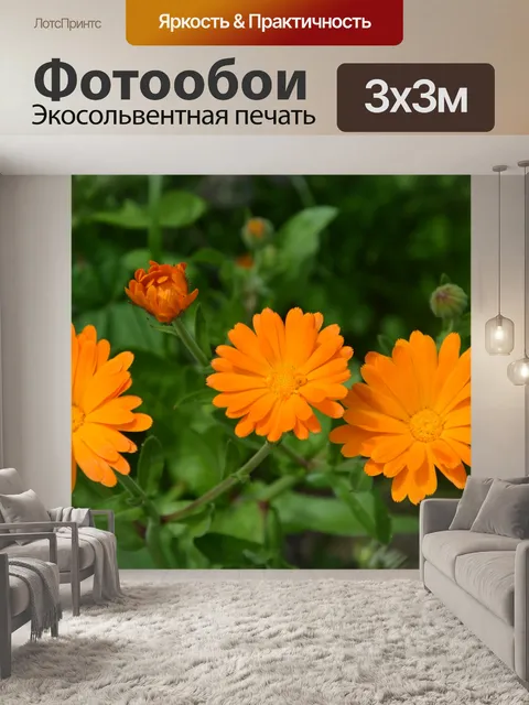 Фотообои Цветы, плантатор, оранжевый